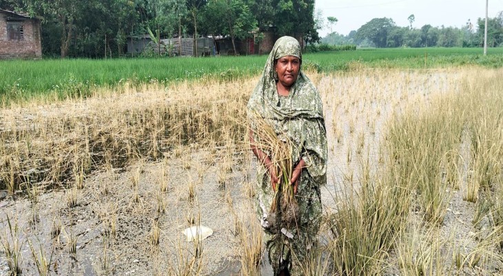 জয়পুরহাটের পাঁচবিবিতে প্রতিপক্ষের দেওয়া বিষে পুড়ল বিধবার আমন ক্ষেত
